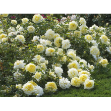Надья Мейяндекор (Nadia Meillandecor)  Meilland Франция, 2008